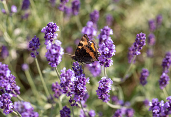 Colorful Butterfly on the blooming lavender flowers