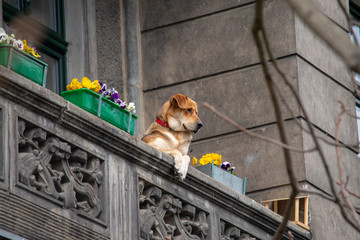 monitoring of the estate, the dog is watching from the balcony