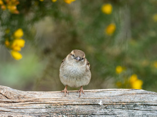 Female House Sparrow, Passer domesticus