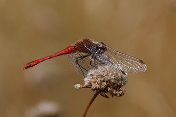 Blutrote Heidelibelle
