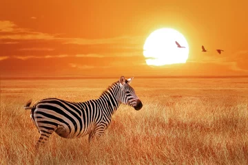 Türaufkleber Zebra Afrikanisches einsames Zebra bei Sonnenuntergang im Serengeti-Nationalpark. Tansania. Wilde Natur Afrikas.