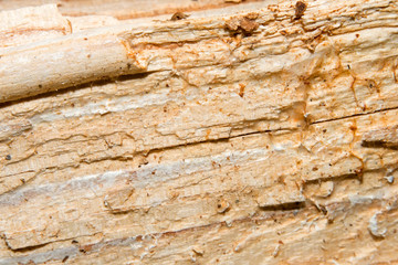 Pattern. Wall background texture. Vintage wood background. Old natural wood background.