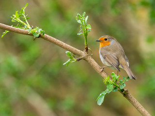 European Robin, Erithacus rubecula
