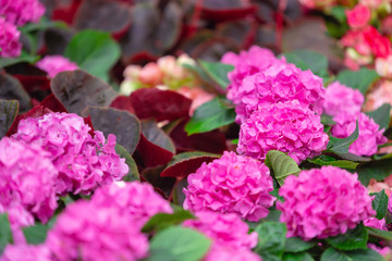 Hydrangea or hortensia flower, blooming in spring and summer.