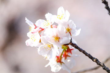 桜