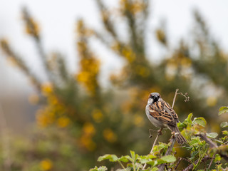 Male House Sparrow, Passer domesticus