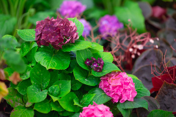 Hydrangea or hortensia flower, blooming in spring and summer.