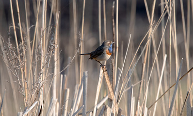 Bluethroat in reedfield Weerribben the Netherlands.