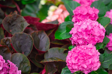 Hydrangea or hortensia flower, blooming in spring and summer.