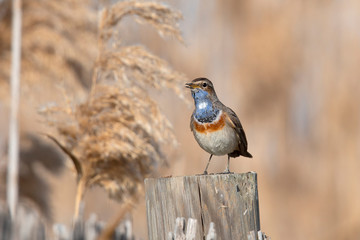 Bluethroat in reedfield Weerribben the Netherlands.