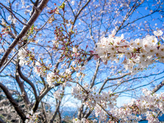 【伊豆半島ジオパーク】春の西伊豆黄金崎【満開の桜】