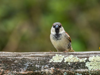 Obraz na płótnie Canvas Male House Sparrow, Passer domesticus