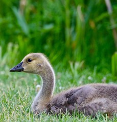 Beautiful Young Gosling in the green grass
