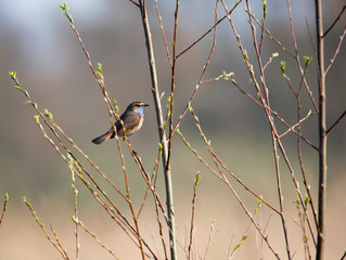 Bluethroat in reedfield Weerribben the Netherlands.