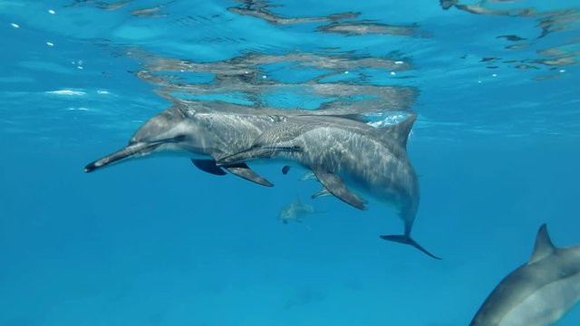 Super slow motion, a group of dolphins are slowly approaching and swimming very close. Spinner Dolphin (Stenella longirostris) Closeup, Underwater shot. Red Sea,