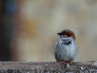 Male House Sparrow, Passer domesticus