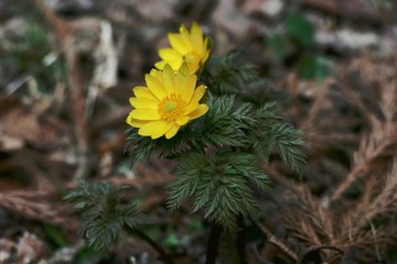 《福寿草》青森県深浦町