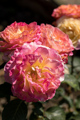 Colorful roses flowers on the branch in the garden