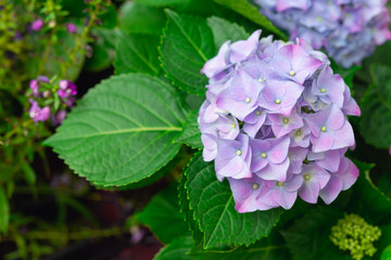Hydrangea or hortensia flower, blooming in spring and summer.