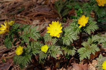 《福寿草》青森県深浦町