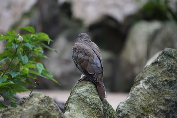 Wild bird