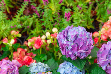 Hydrangea or hortensia flower, blooming in spring and summer.