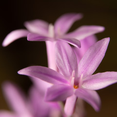 closeup of pink Wild Garlic flower