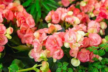 Begonia flowers texture full blooming in garden,Begonia tuberhybrida