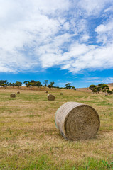 Agriculture landscape of a field with round straw bales