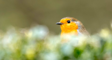 robin peering over the bush