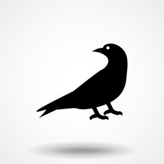 Silhouette of the crow standing.