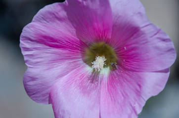 Naklejka premium Pink Flower Pollinated By Bee