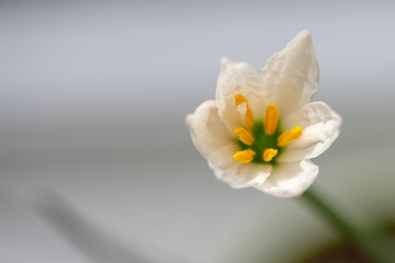 Obraz premium White flower on light background