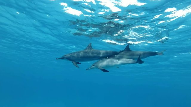 Slow motion, Family of three dolphins slowly swim under sufrace of blue water. Spinner Dolphin (Stenella longirostris) Low-angle shot, Underwater shot. Red Sea
