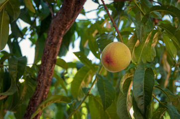 Isolated Peach in Tree