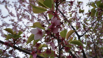 桜
