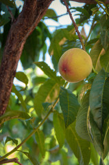 Isolated Peach in Tree Vertical