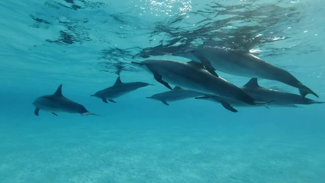 Slow motion, Family of dolphins slowly swim under sufrace of blue water. Spinner Dolphin (Stenella longirostris) Closeup, Underwater shot. Red Sea