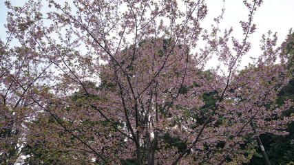 桜