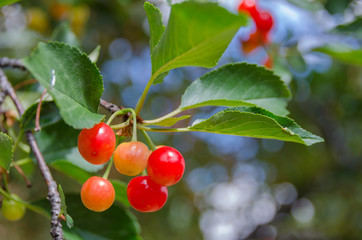 Group of Cherries in Tree