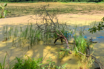 Summer day on Lake Golova, Valdaisky district, Novgorod region, Russia