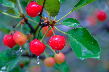 Obraz premium Many Drops on Wet Cherries