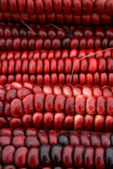 Obraz premium Red Indian Corn