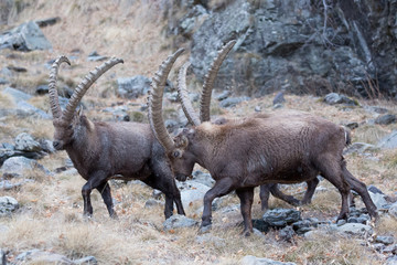 Stambecchi (Capra ibex)