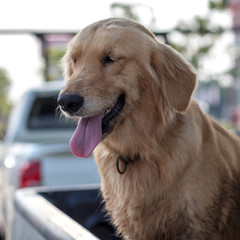 Golden Retriever Dog Face Tongue.