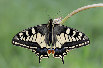 Una splendida farfalla, il Macaone (Papilio machaon)