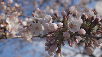 桜