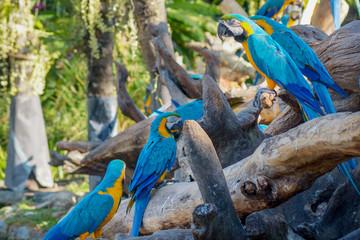 Macaw - beautiful tropical parrots