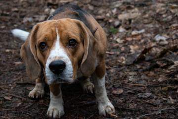portrait of hunting Beagle in the spring forest