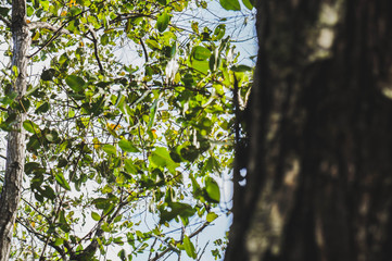TREE